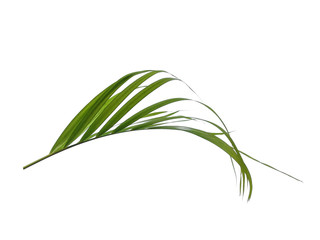 Bamboo palm leaves or palm leaf on white background. Green leaves or green leaf isolated on white background.