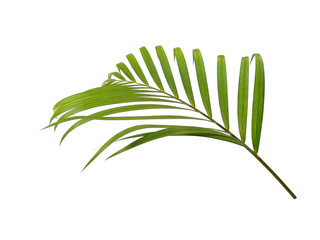 Bamboo palm leaves or palm leaf on white background. Green leaves or green leaf isolated on white background.