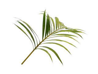 Bamboo palm leaves or palm leaf on white background. Green leaves or green leaf isolated on white background.