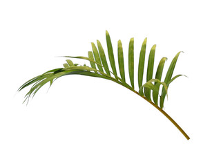 Bamboo palm leaves or palm leaf on white background. Green leaves or green leaf isolated on white background.