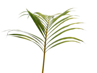 Bamboo palm leaves or palm leaf on white background. Green leaves or green leaf isolated on white background.