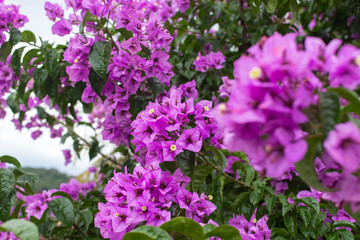 Pink flowers with yellow pole and bokeh and blurry effects with focus on flowers