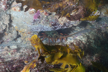 Fototapeta na wymiar A lobster with long antennas hiding in a cave under a rock 