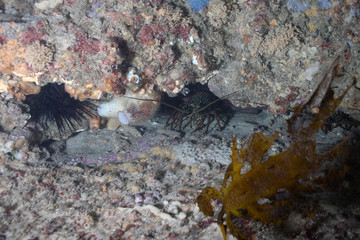 A lobster with long antennas hiding in a cave under a rock 