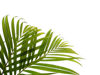 Bamboo palm leaves or palm leaf on white background. Green leaves or green leaf isolated on white background.