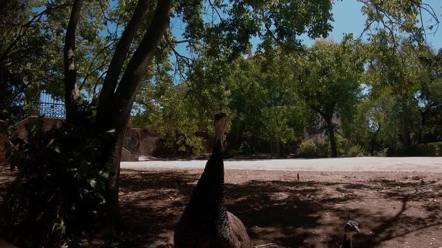 PEACOCK WALK IN THE PARK