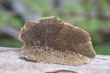 Close-up of a Polypore Underside