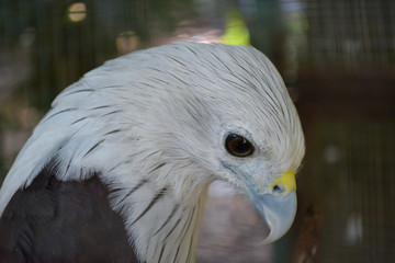 Hawks in cages zoo, caged animals