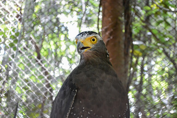 Hawks in cages zoo, caged animals