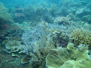 coral found at coral reef area at Tioman lsland