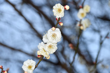 ウメの樹木の梢の複数のウメの花をアップで撮影した写真