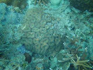 coral found at coral reef area at Tioman lsland