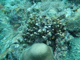 coral found at coral reef area at Tioman lsland