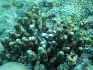 Fototapeta na wymiar coral found at coral reef area at Tioman lsland