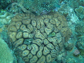 coral found at coral reef area at Tioman lsland