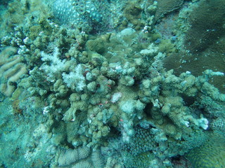 Naklejka na ściany i meble coral found at coral reef area at Tioman lsland