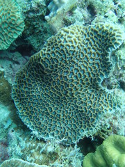 coral found at coral reef area at Tioman lsland
