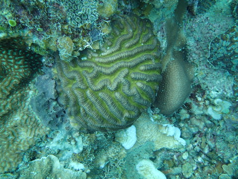 coral found at coral reef area at Tioman lsland