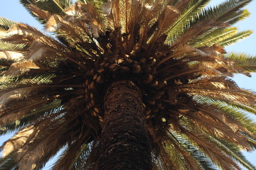 Naklejka na ściany i meble palm tree