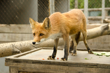 red fox on the roof of his booth at the zoo close-up