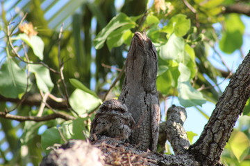 Tawny Frogmouth