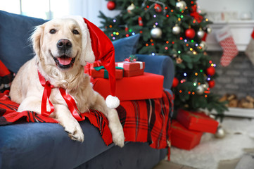 Cute dog lying on sofa in room decorated for Christmas