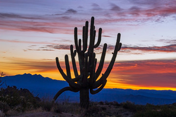 Old Growth Cactus At Sunrise In Arizona