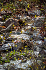 Fototapeta premium A small stream flowing over rocks in the forest.