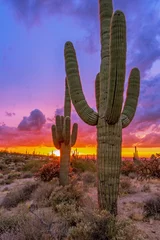 Fototapeten Saguaro Cactus at Sunset In Desert Preserve in Scottsdale, Arizona © Ray Redstone