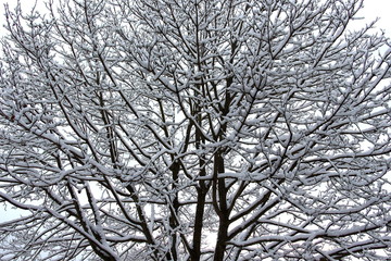 Fototapeta na wymiar Large Snow Covered Tree