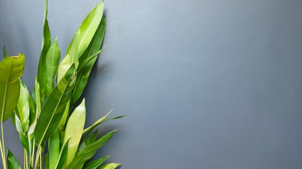Fototapeta na wymiar green leaves on gray of cement wall background