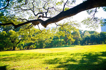 Green tree forest in city park with sunnny day light