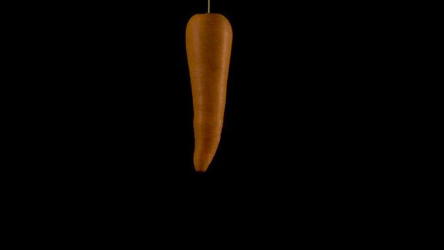 Dangling a carrot concept on black studio background