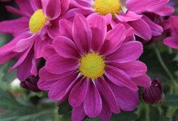 close up of a pink flower