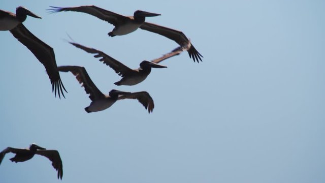Slow motion shot of pelicans flying in a blue sky.
