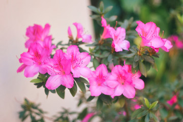 Fototapeta premium flores rosadas adornan el jardín 
