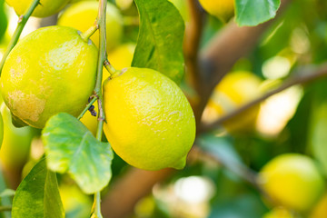 Lemons are planted on tree in Fukuoka city, JAPAN.