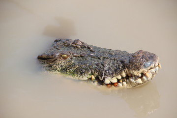 Crocodile in the water