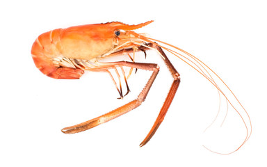 Closeup cooked shrimp isolated on white background