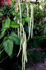 Growing yard-long bean without chemicals, sufficiency economy.