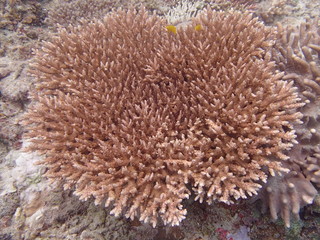 Fototapeta na wymiar Beautiful coral found at coral reef area at Tioman island, Malaysia