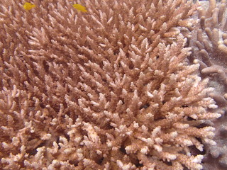 Naklejka na ściany i meble Beautiful coral found at coral reef area at Tioman island, Malaysia