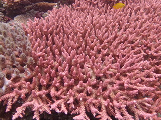 Beautiful coral found at coral reef area at Tioman island, Malaysia