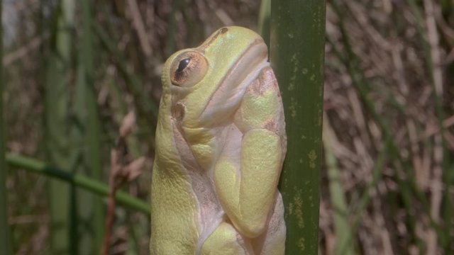 Close up of Tree frog sitting on a green stalk on a reed background. European tree frog (Hyla arborea, Rana arborea) in the natural habitat.
