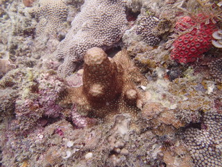 Beautiful coral found at coral reef area at Tioman island, Malaysia