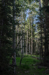 USA, Nevada, White Pine County, Great Basin National Park: Shade and darkness on the forest floor under a canopy of Aspen in this dark green spring scene.