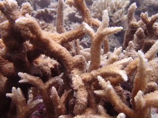 Beautiful coral found at coral reef area at Tioman island, Malaysia