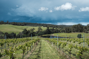 Fototapeta na wymiar Vineyard in Tasmania before storm