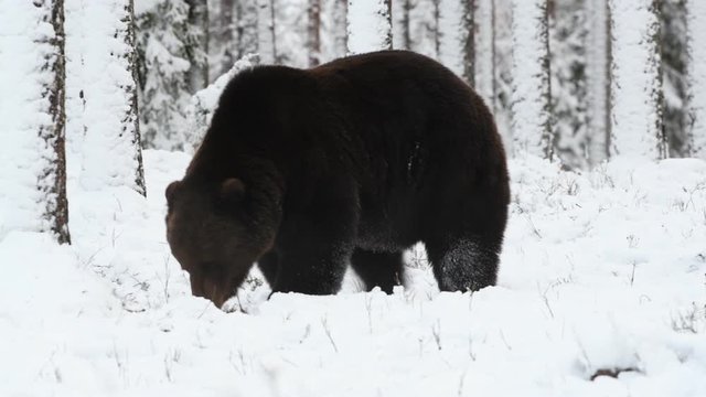 Brown Bear in the snow in winter forest. Scientific name: Ursus arctos.