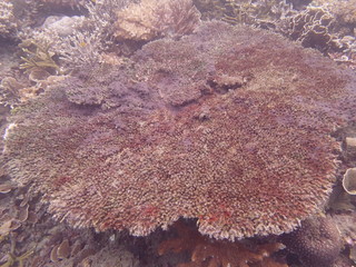 Beautiful coral found at coral reef area at Tioman island, Malaysia